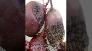 Кормовая свекла