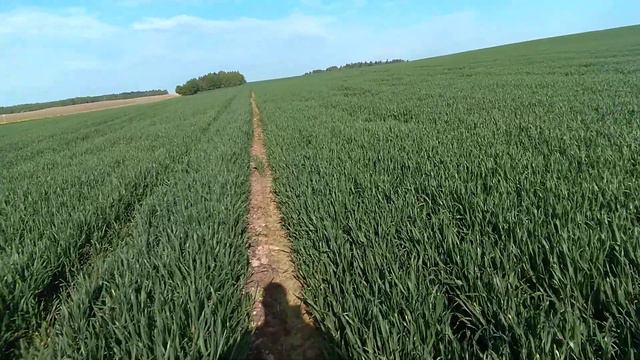 Озимая пшеница. Эмиль. КВС. смотреть онлайн