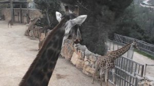 Иерусалим декабрьский (2020). Зоопарк. Жираф иерусалимский. Jerusalem Zoo 2020. Giraffe of Jerusale