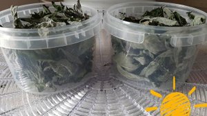 Заготавливаем чай сами. Или как быстро и просто заготовить чай из мелиссы и мяты.