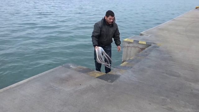 отбивка осьминога. Эвия. смотреть онлайн