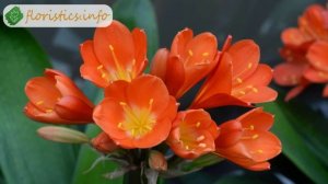 Виды и сорта фрезии