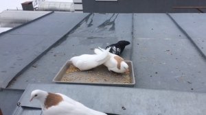 Голуби КАЖДЫЙ день ДОЛЖНЫ быть на воле. Советы Начинающим голубеводам