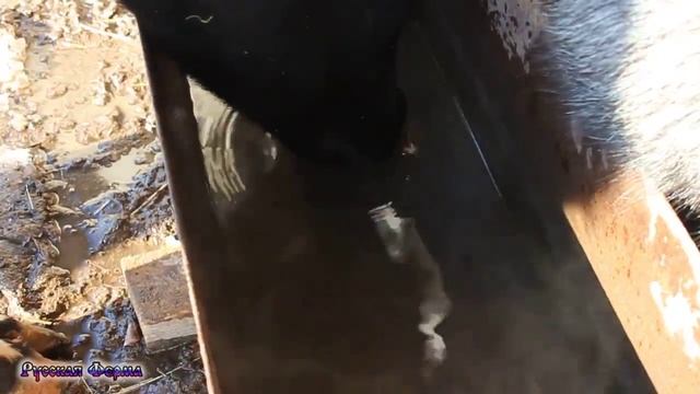 Арес пьет воду из корыта смотреть онлайн