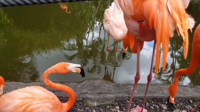 Розовый Фламинго! Кормим, гладим, слушаем, наблюдаем, наслаждаемся!) смотреть онлайн
