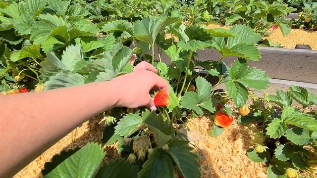 Клубника ФЕСТИВАЛЬНАЯ