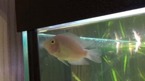 70# АКВАРИУМ НА 200 ЛИТРОВ ЗАСЕЛИЛ РЫБОК