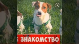 локи бобо