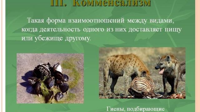 Основные типы экологических взаимодействий