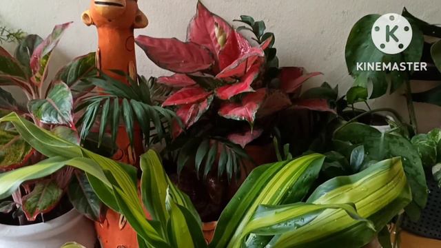 Winter❄⛄ Care Of Dracaena Fragnance/ Victoria Plant.