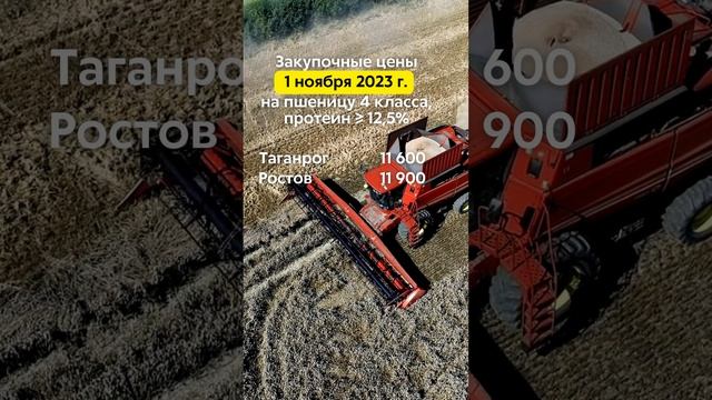 Закупочные цены 01.11.2023г. на пшеницу 4 класса (протеин ≥ 12,5%) в портах Азовского и Чёрного моря