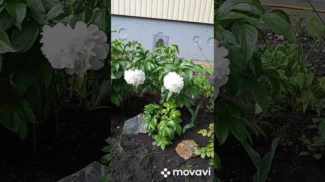 Зацвели пионы