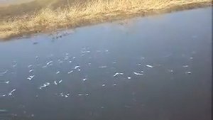 рыбалка весной в Донецке, обзор рыбных мест р. Волчья