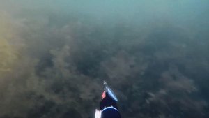 Подводная охота в Подмосковье. ЧИСТАЯ ВОДА 2021 ///Spearfishing in Russia