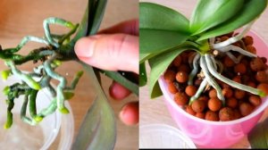 Воздушные корни Орхидеи. Можно ли обрезать?