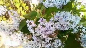 Вальс сирени