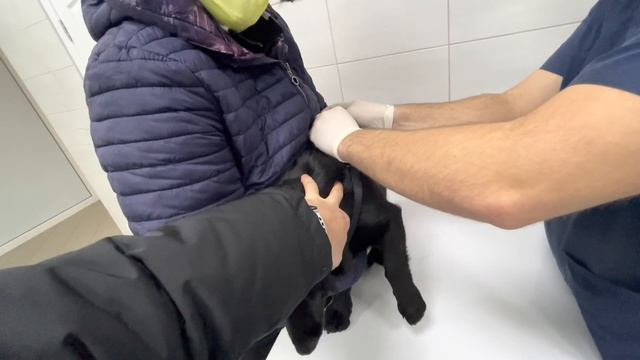 Чарли опять в больнице! Дисбактериоз! Самвел полюбил собак смотреть онлайн