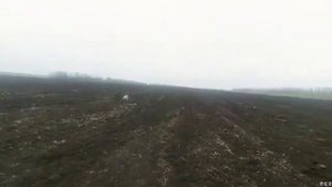 Охота с Эпаньоль Бретон на зайца в пашне в лежке