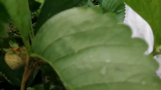 Я вырастил крупную клубнику. #Синиманс #клубника #огород #дача смотреть онлайн