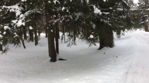 Красивое место в Гатчинском парке