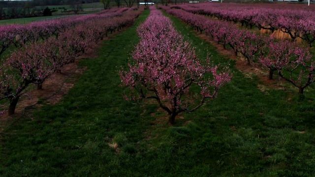 Blossoming peach orchard by drone смотреть онлайн