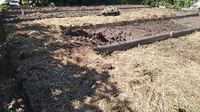 Хочу рвать клубнику ВЕДРАМИ // Сколько кустов посадить? // Ягодная Империя Анастасии смотреть онлайн