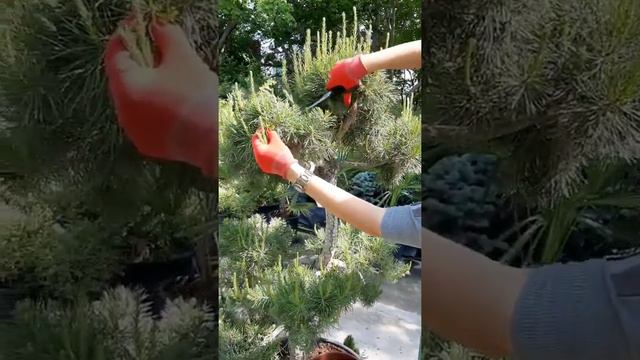 Татьяна про формирование растений