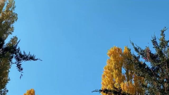 Осень #ПоточныеСтихи #АннаШихова #ШколаСорадение смотреть онлайн