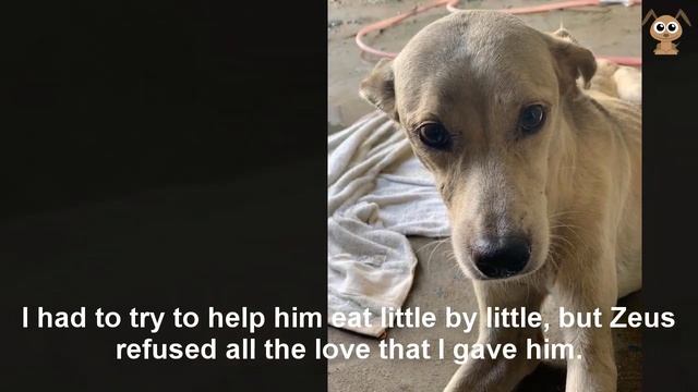 On the way back home, I met a poor dog in the rain that flooded the street смотреть онлайн