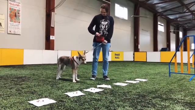 Контроль без поводка 3 Занятие смотреть онлайн