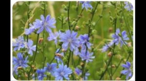 சிக்கரி மலர் மருந்தின் பயன்கள். USES OF CHICORY FLOWER MEDICINE