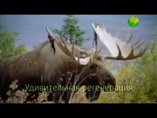 Загадки природы. Удивительная регенерация