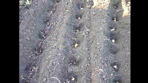 Посадка ЛУКА под зиму. Озимый лук. Лук. в зиму