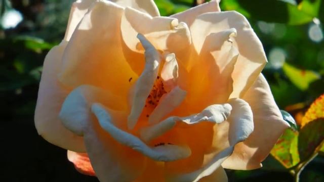 Rose Garden. Golden Gate park. San Francisco. смотреть онлайн