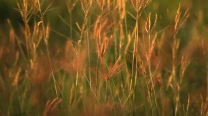 Рязанцы отметили увеличившееся количество змей