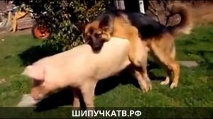 Овчарка долбит свинью - краско.com