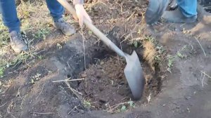 СУПЕРЗАКЛАДКА ЖИМОЛОСТИ!  Сажайте жимолость в середине осени.