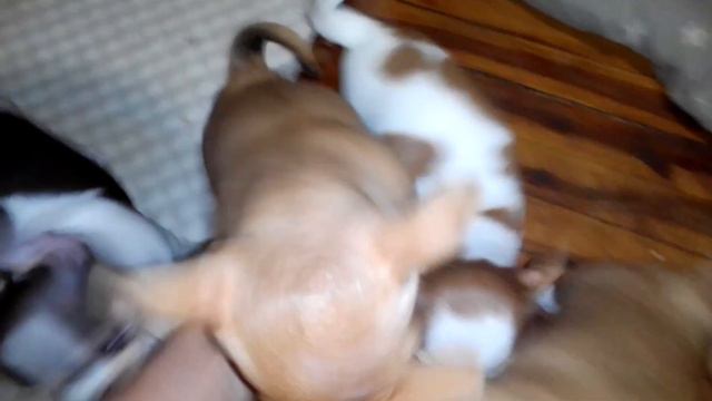 Ушки у всех щенков стоят! Чихуарий Екатеринбург https://chihuariy-ekb.ru/ смотреть онлайн