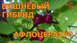 АФЛОЦЕРАЗУС! ТЫ ЧТО ТАКОЕ? Вишнёвый гибрид! Персиковая вишня