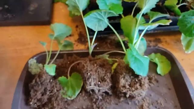 Цинерария. Выращивание в комнатных условиях