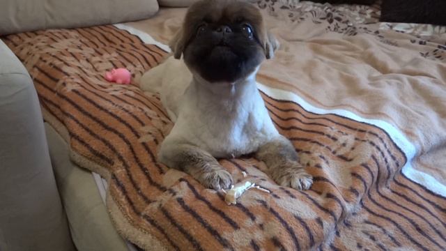 Пекинес Дендик кушает после стрижки смотреть онлайн