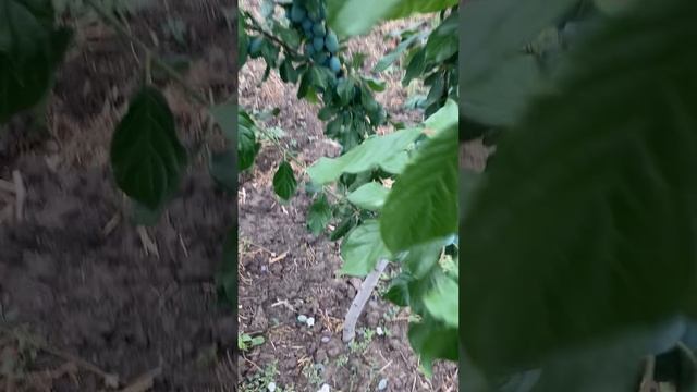 СЛИВА ТОП ХИТ НА 28 ИЮНЯ ПРОДУКЦИЯ И САЖЕНЦЫ С МОИХ САДОВ ОПТ И РОЗНИЦА смотреть онлайн