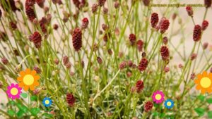 Кровохлебка лекарственная Литтл Энджел. Краткий обзор, описание sanguisorba officinalis Little Ange