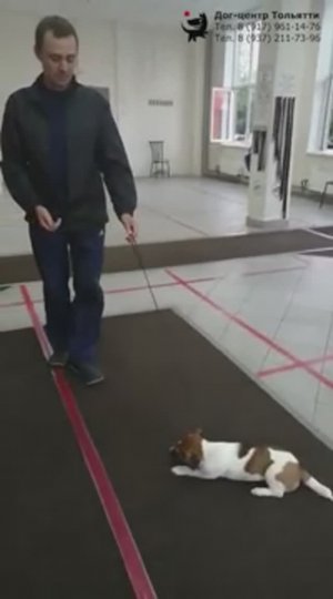 Инструктор Шигаев Роман и джек рассел терьер Джессика. Фрагмент занятия по дрессировке. Тольятти.