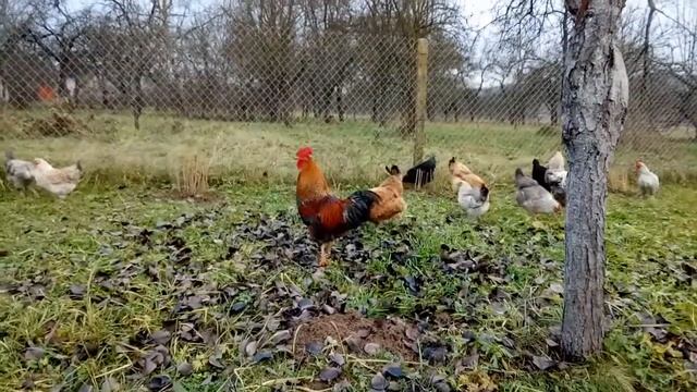 Золотой петушок смотреть онлайн