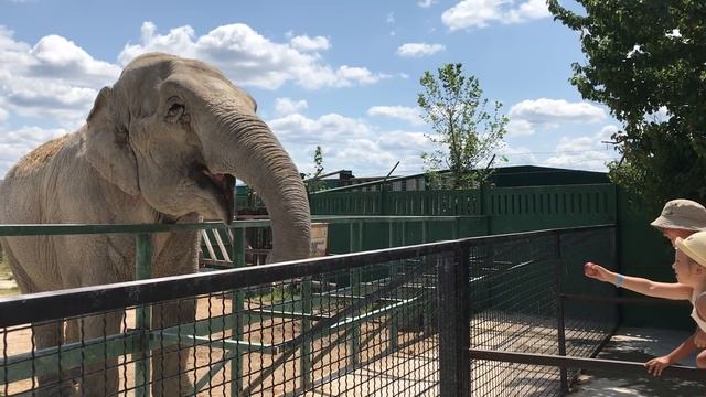 Такое общение приносит восторг! Тайган Such communication is delightful! Taigan смотреть онлайн