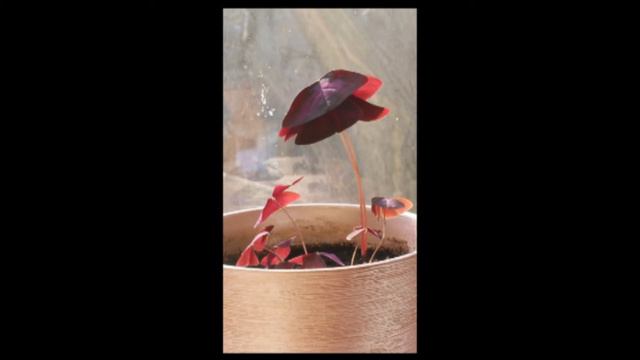 Цветок/бабочки смотреть онлайн