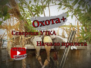 ОХОТА Северная утка Начало пролета #утка #охота #севернаяутка #наутку Ютуб канал Охота+ #Охота+