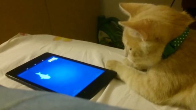 Кот ловит рыбу на планшете смотреть онлайн