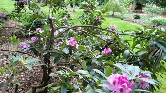 Рододендрон. Другие Цветы. смотреть онлайн